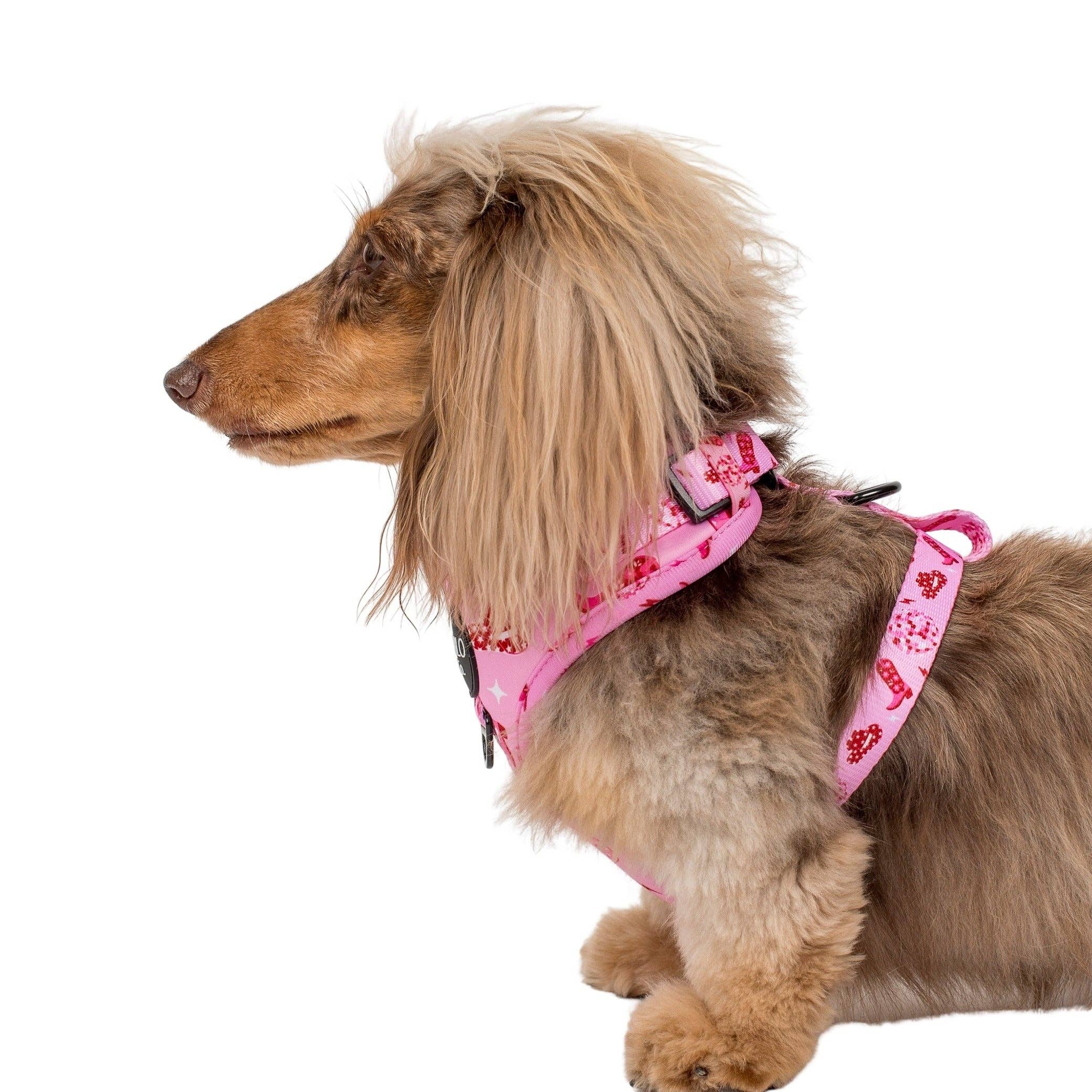 Disco Cowgirl: Adjustable Dog Harness