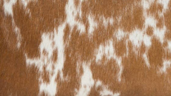 Cabin Size Cowhide Travel Bag - Europe (B69816)