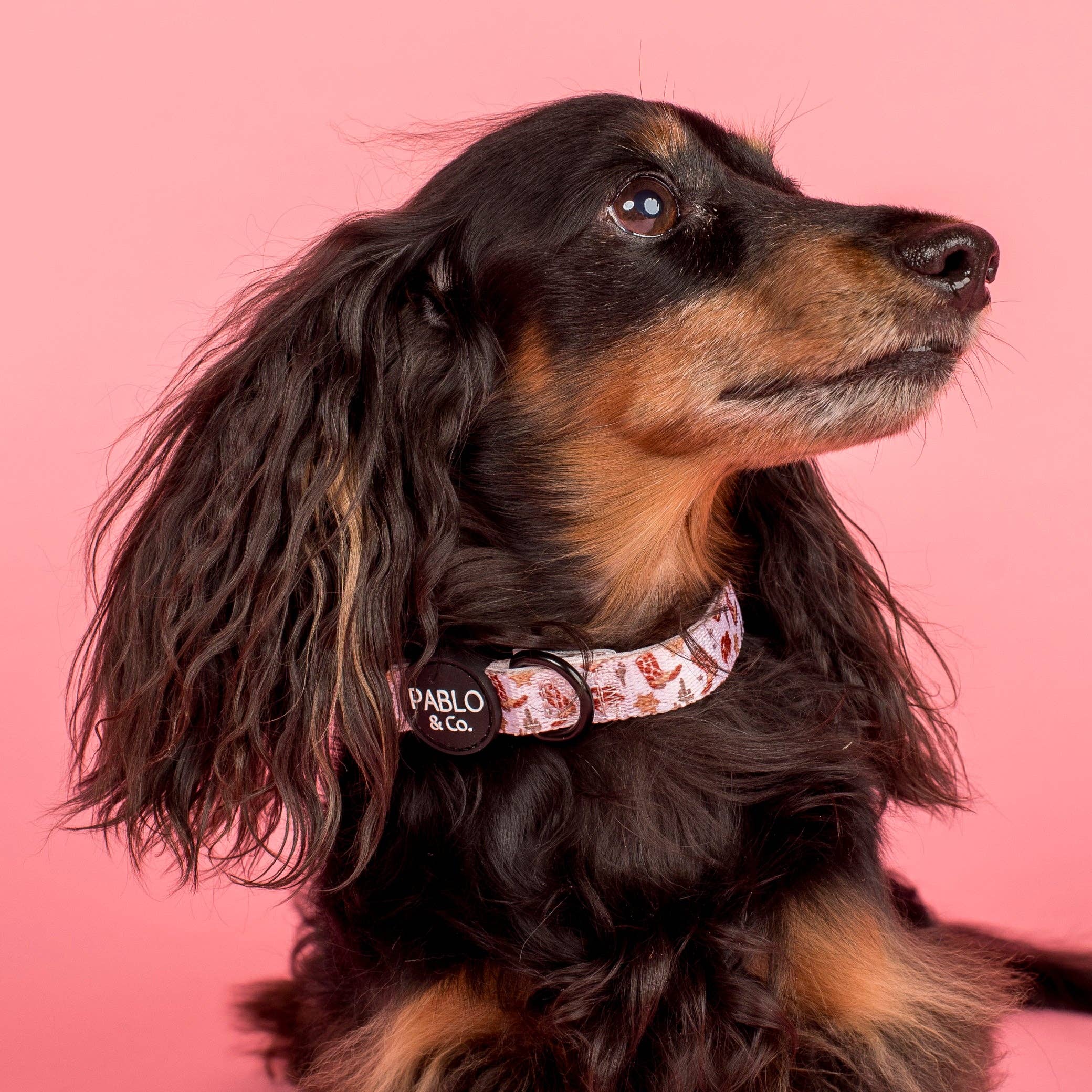 Howdy: Collar