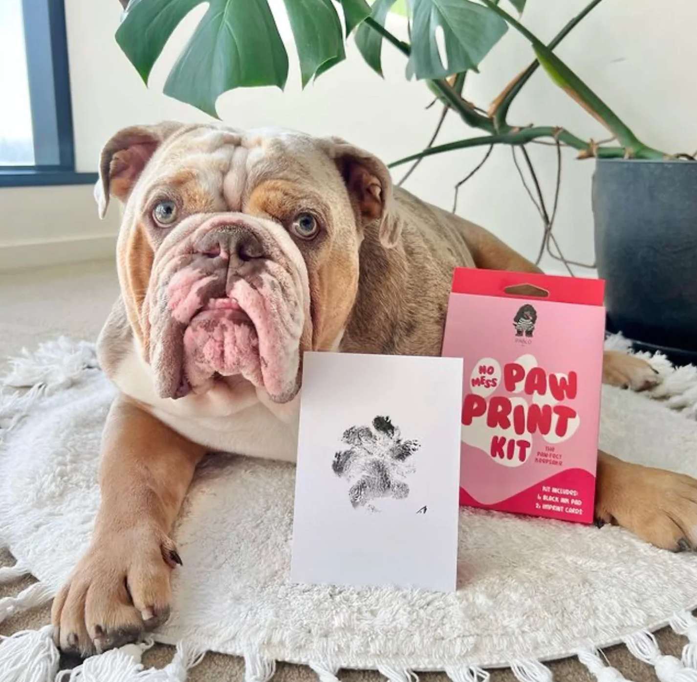 No Mess Dog Paw Print Kit By Pablo & Co.