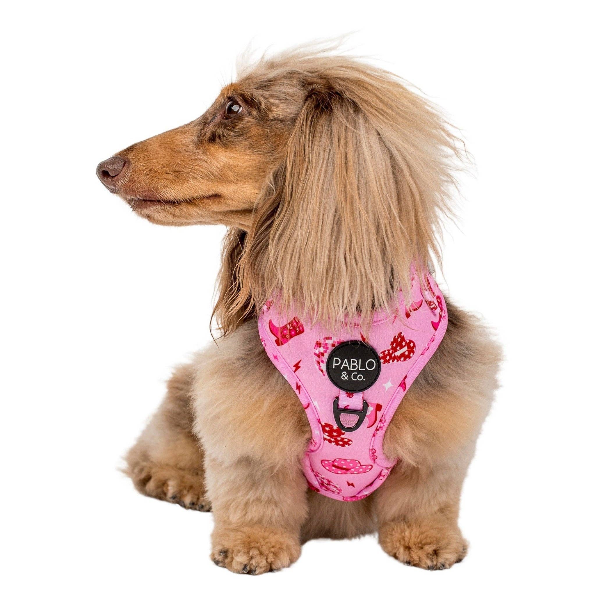 Disco Cowgirl: Adjustable Dog Harness