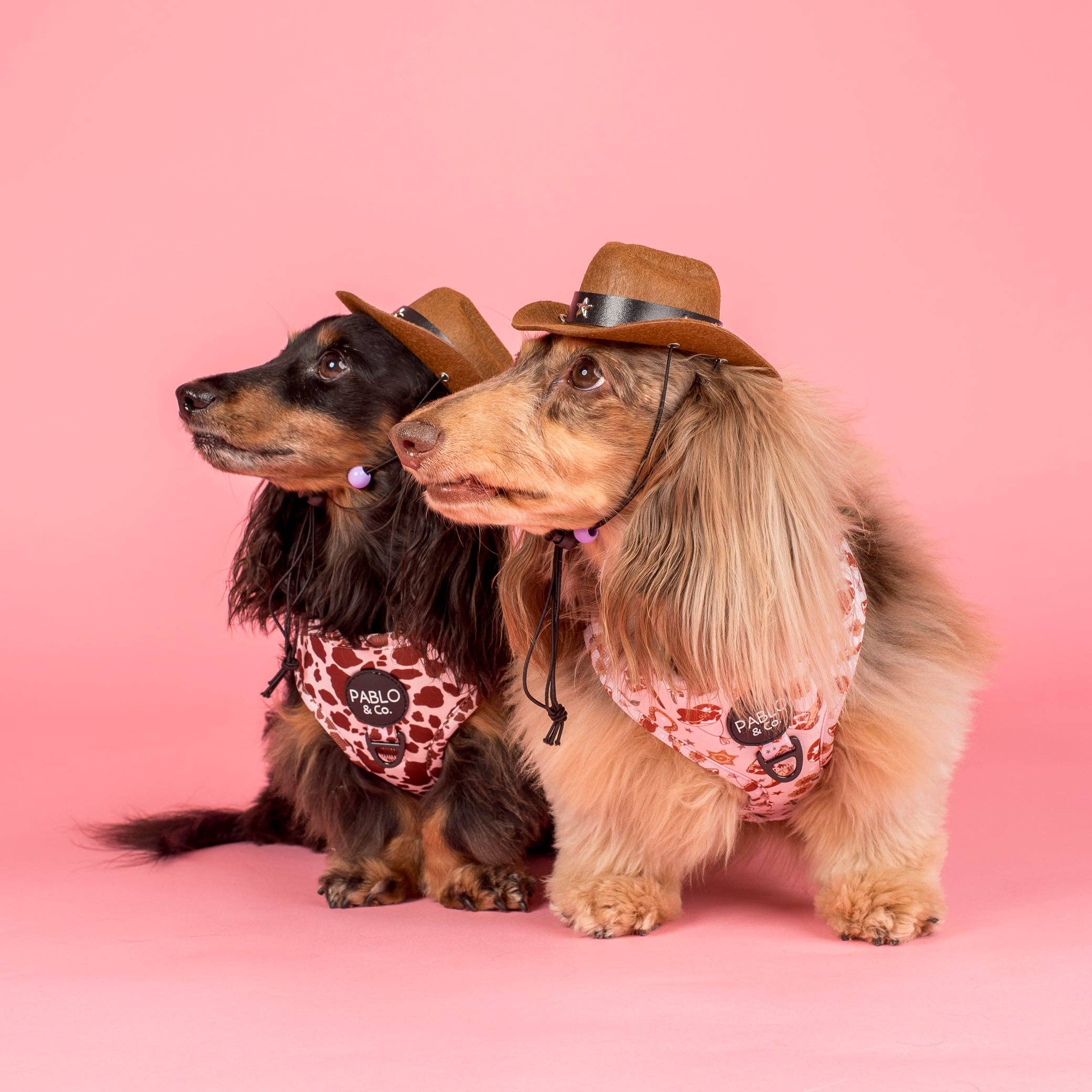 Howdy: Adjustable Harness