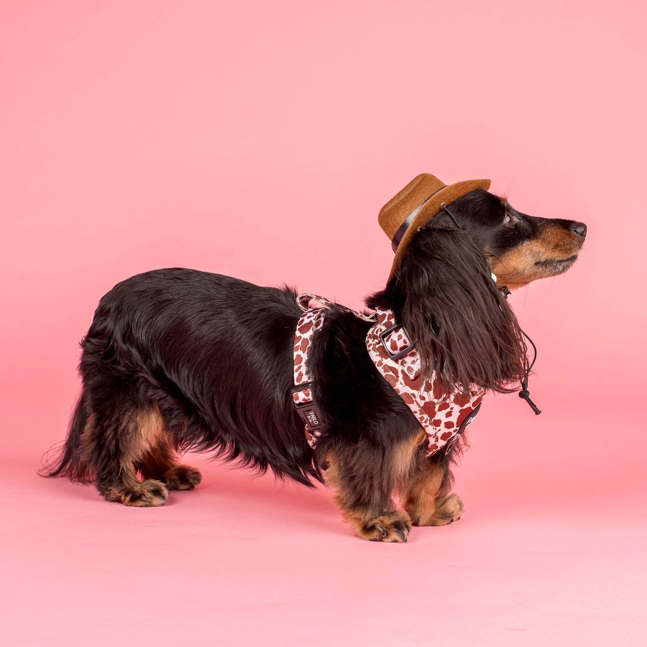 Rodeo: Adjustable Harness