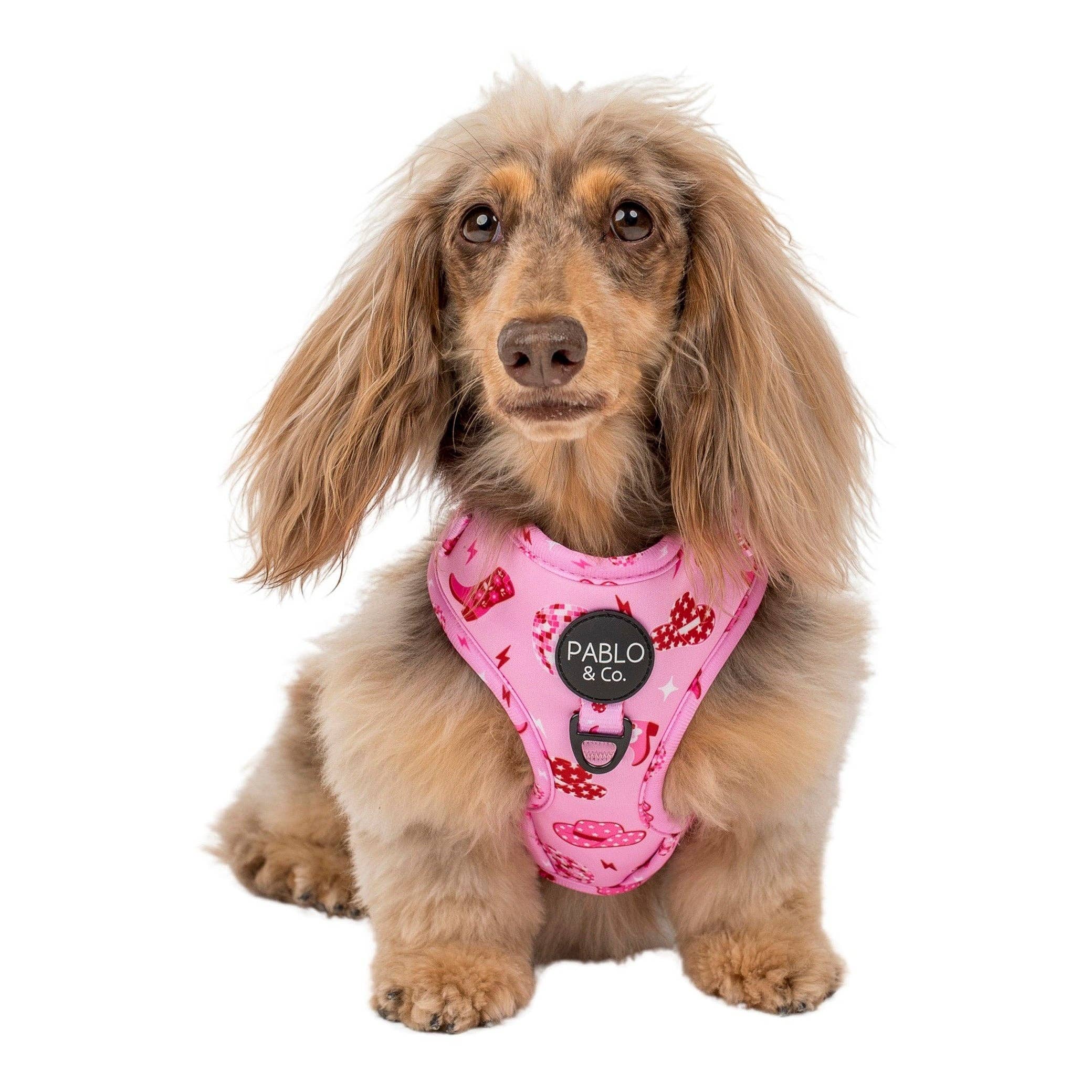 Disco Cowgirl: Adjustable Dog Harness