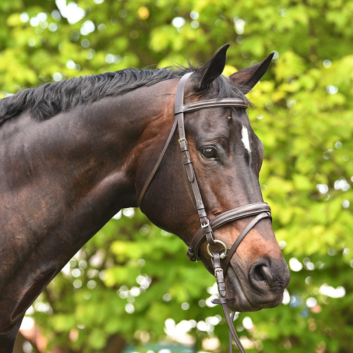 Academy Snaffle Bridle