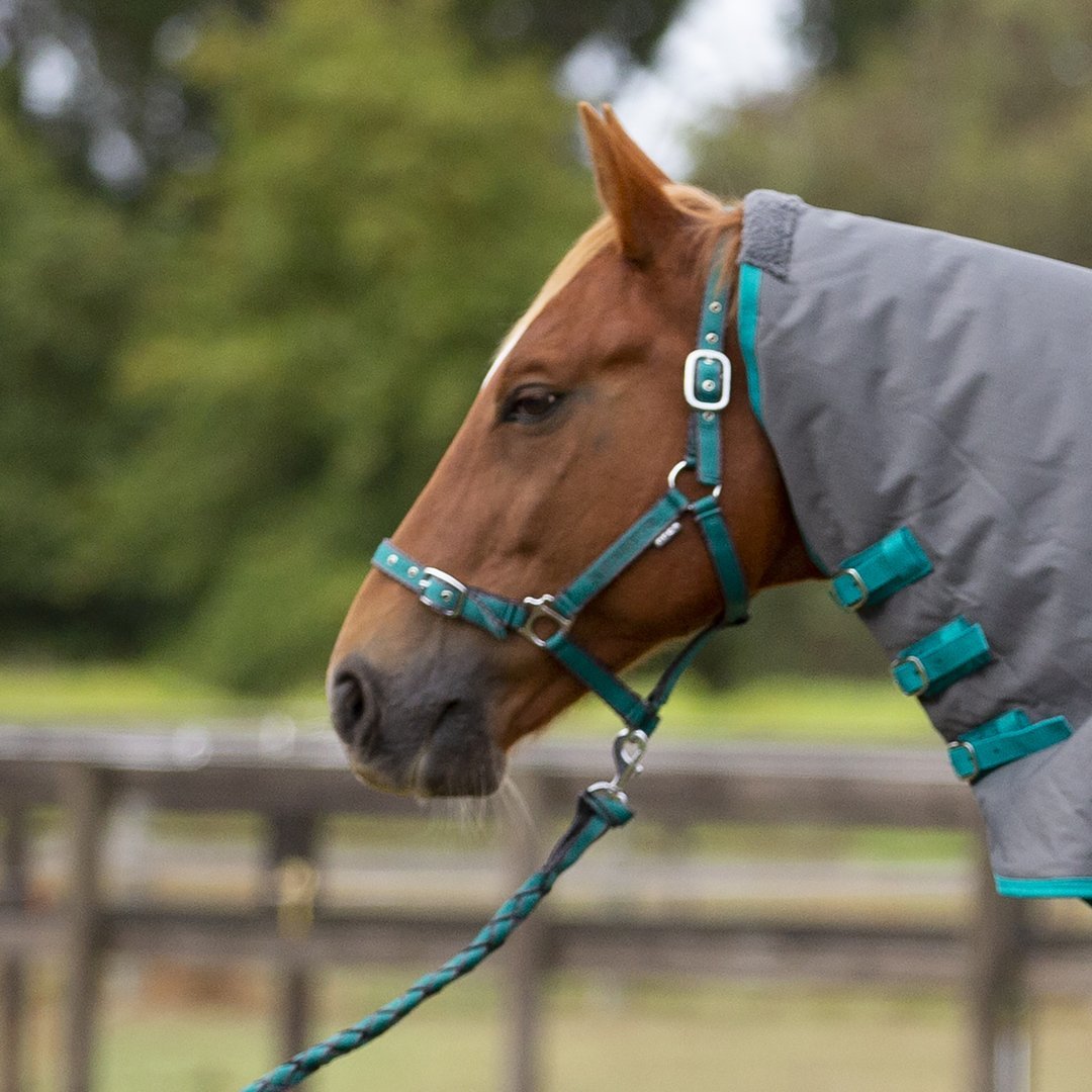 Eurohunter Embroided Halter & Lead Set