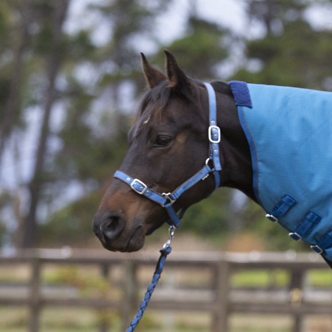 Eurohunter Embroided Halter & Lead Set