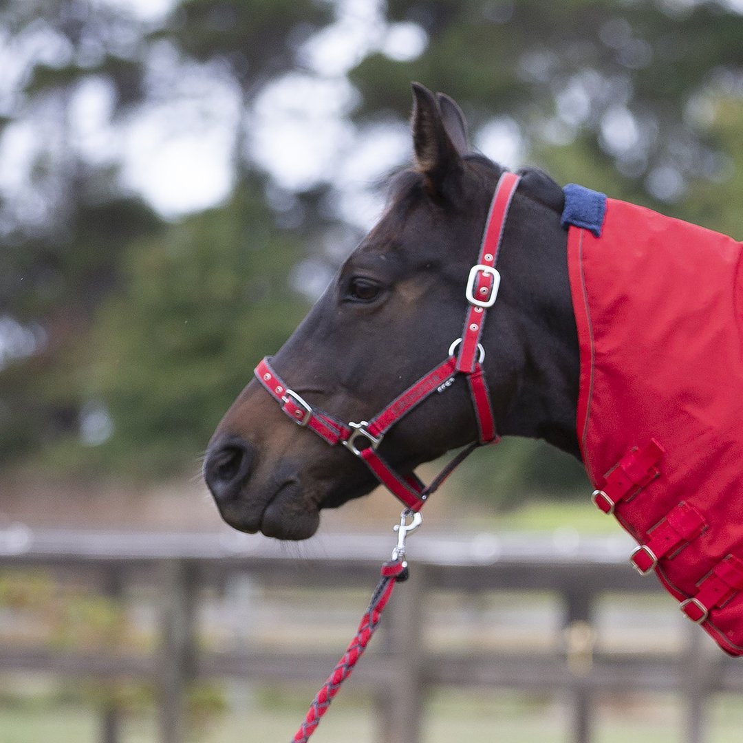 Eurohunter Comfort Halter & Lead Set