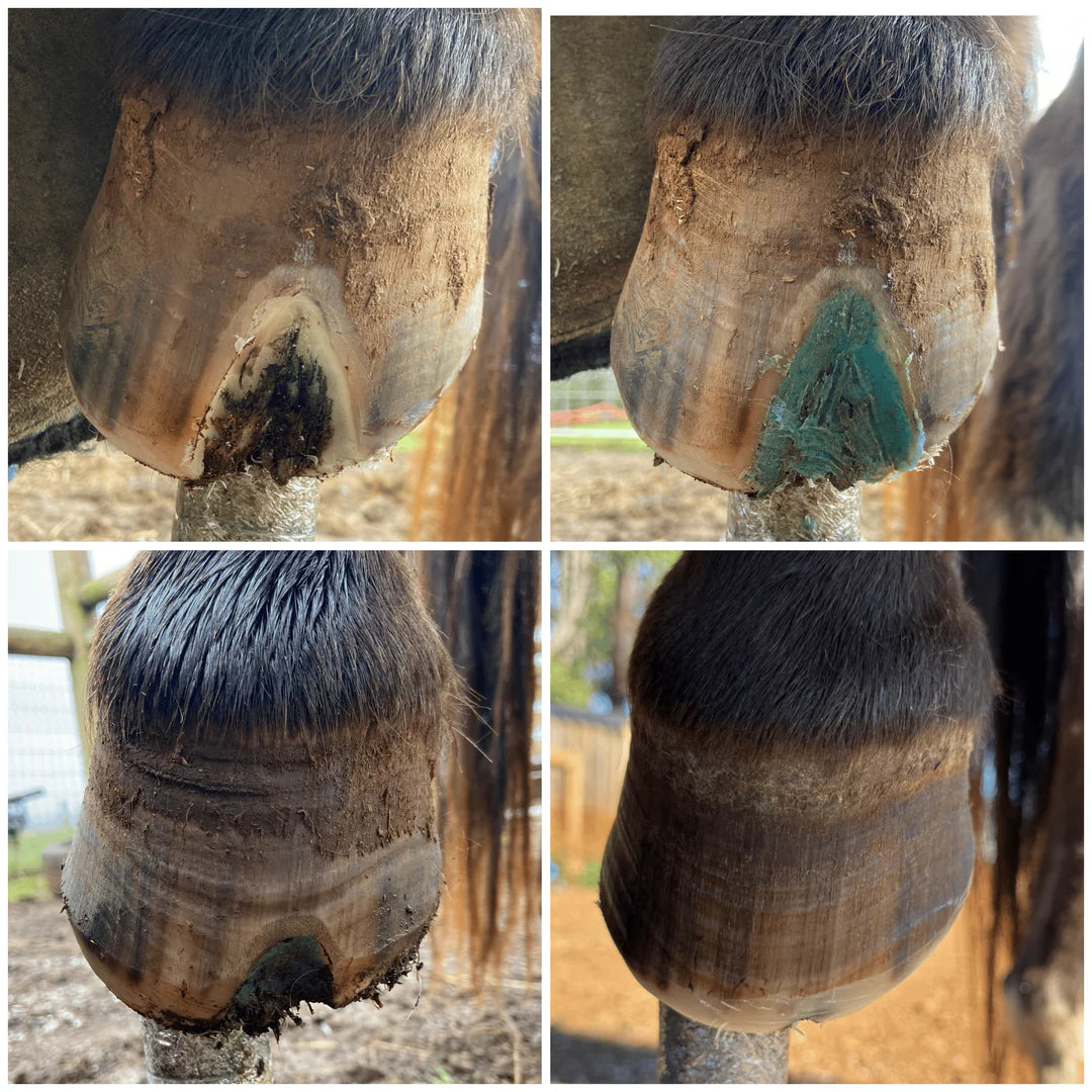 The Hoof Co Beeswax BLUE Balls for Seedy Toe & White line defects