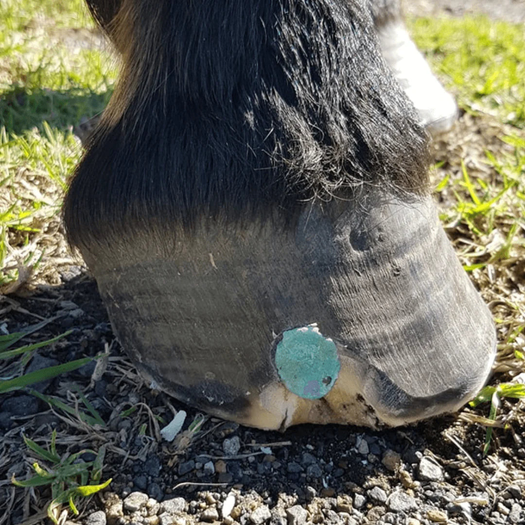 The Hoof Co Beeswax BLUE Balls for Seedy Toe & White line defects