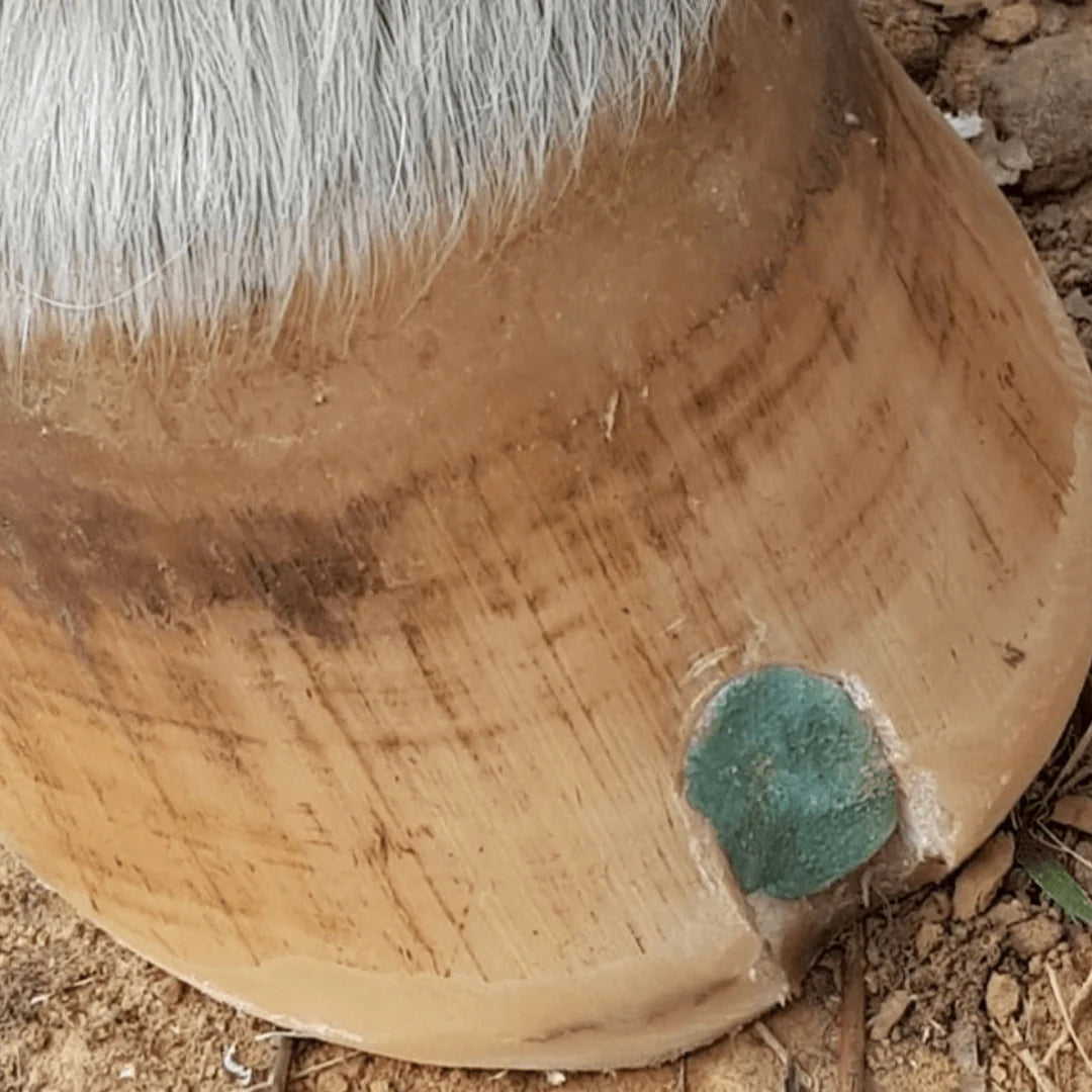 The Hoof Co Beeswax BLUE Balls for Seedy Toe & White line defects