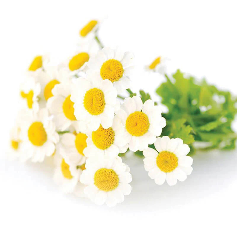 Equidae ZENblend NEW FORMULA - 1.2kg