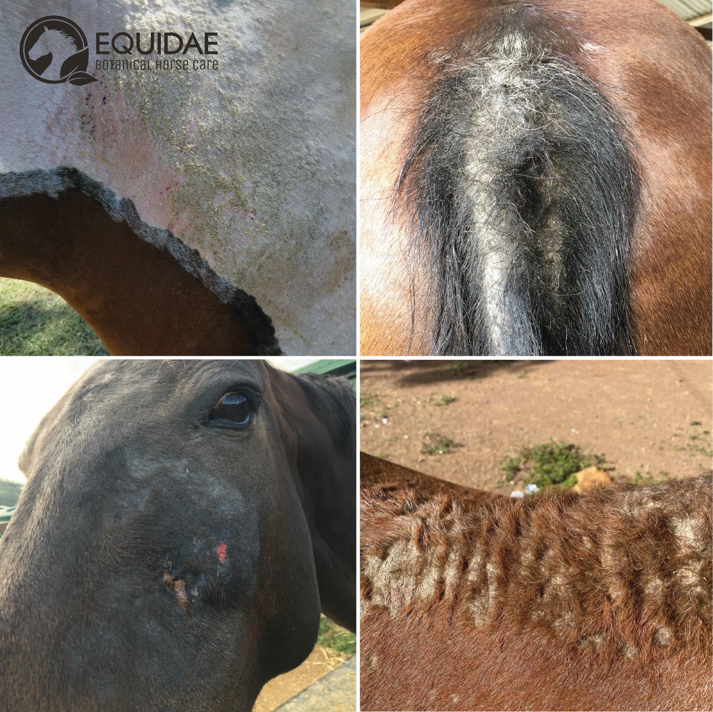 Equidae DERMAblend 1.5kg