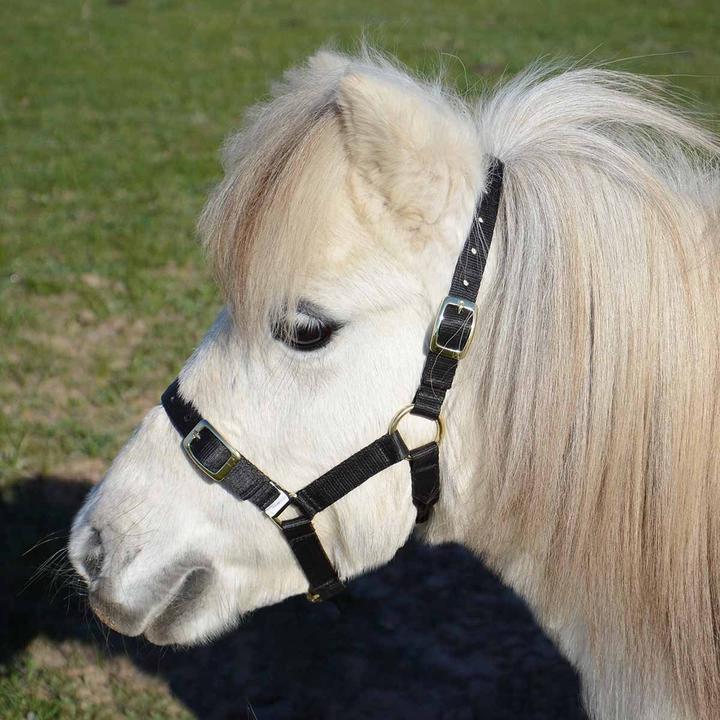 Eurohunter Halter Black Mini Foal