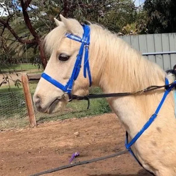 PVC Blue Bridle Head Fluro Blue Pony