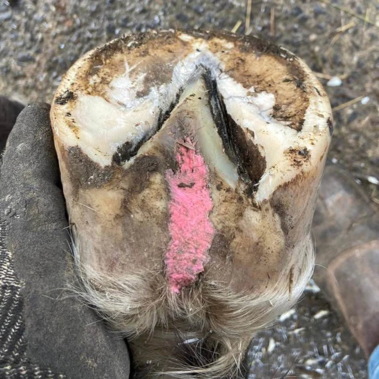 The Hoof Co Beeswax Pink Balls for Thrush Management