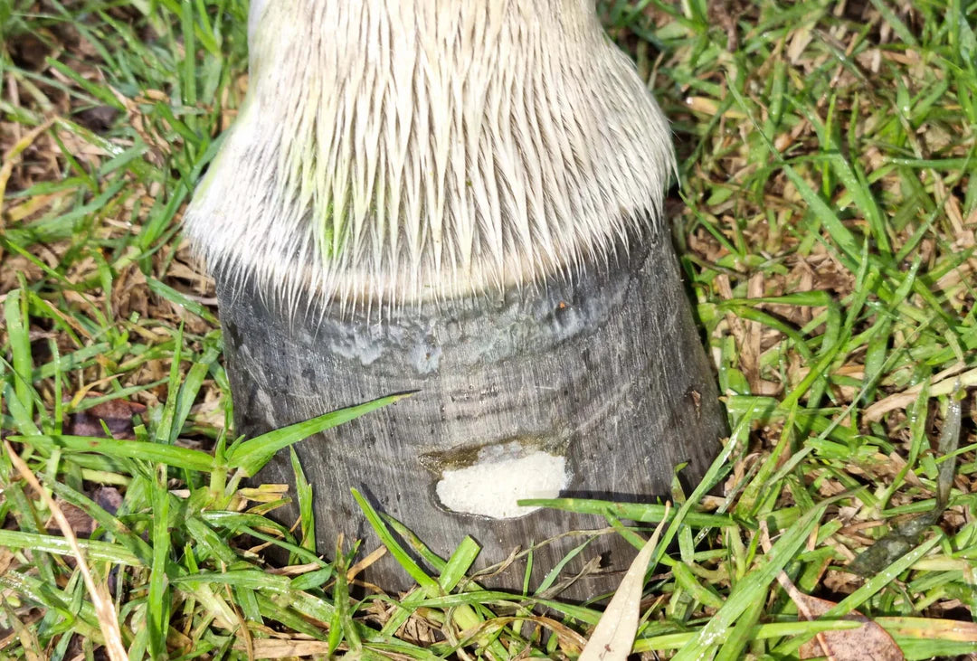 The Hoof Co Beeswax PURE Balls - Hoof defect management