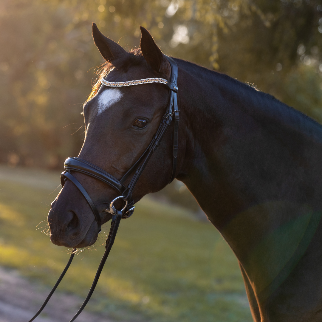 Syd Hill Convertible Bridle