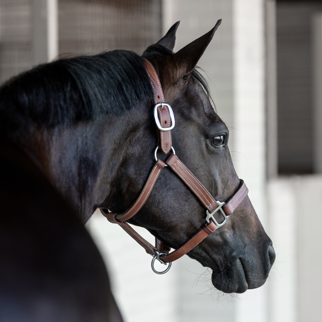 Syd Hill Cooroy Track Halter