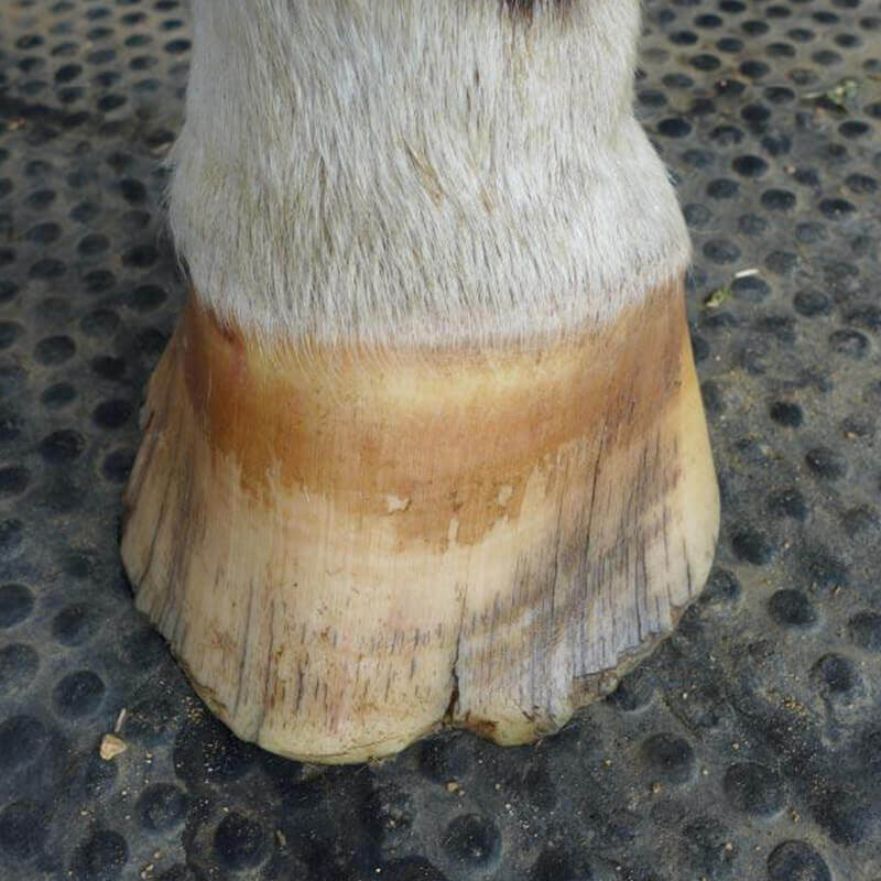 Equidae HOOFblend 900g