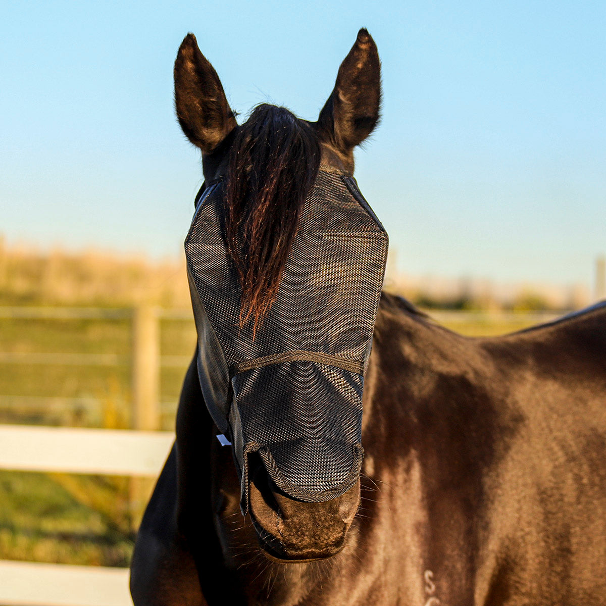 Flyveils By Design Extended Nose