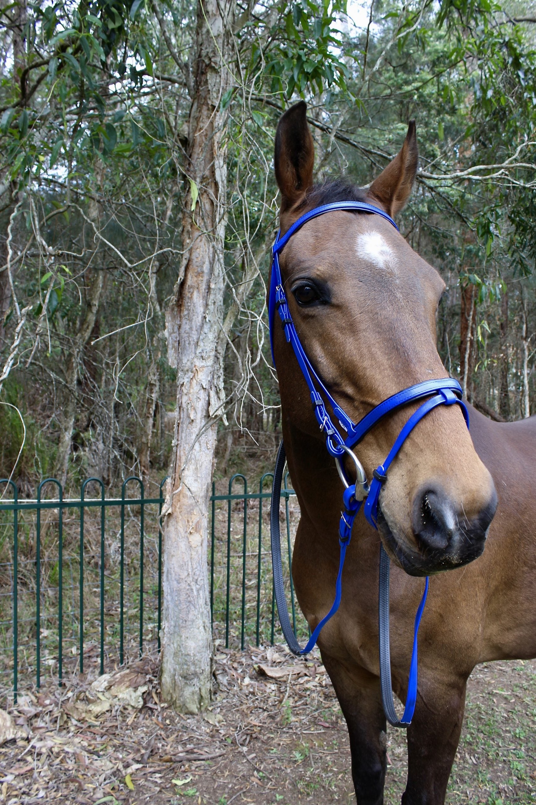 PVC Event Bridle with Hanoverian Noseband Blue Full
