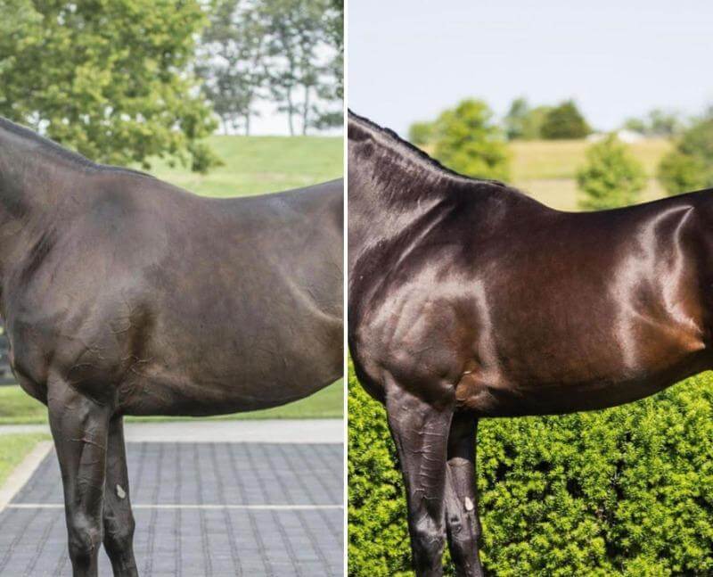 Equidae NUTRIblend 1.8kg
