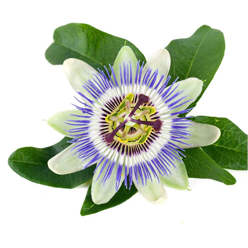 Equidae BIOBUTE (Pain & Inflamation) 30ml