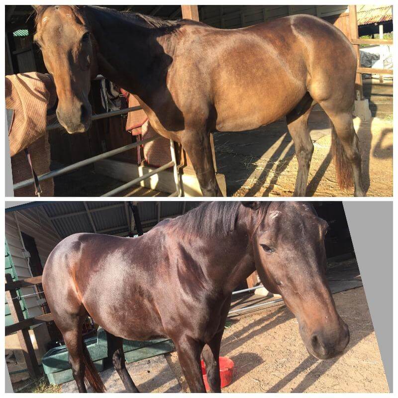 Equidae NUTRIblend 1.8kg