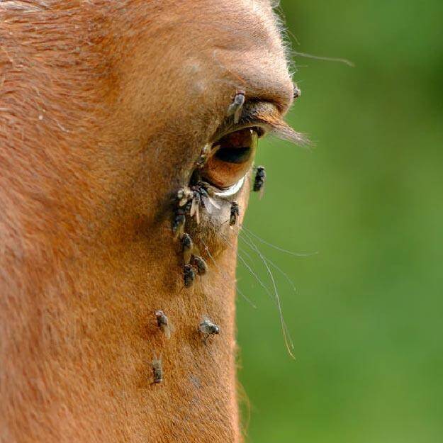 Equidae Prevent & Relief Spray 500ml
