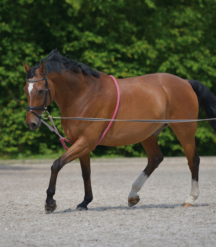 Walhausen Lunging Aid