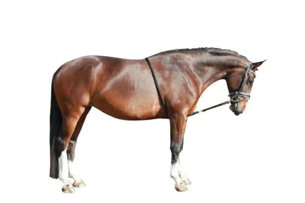 Walhausen Lunging Aid